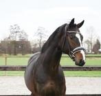 Stoere bijna 3 jarige Frankie lee, Dieren en Toebehoren, Paarden, Dressuurpaard, Hengst, Onbeleerd, 165 tot 170 cm