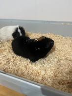 Cavias 2 mannetjes, Dieren en Toebehoren, Cavia, Augustus, Mannelijk, Tam