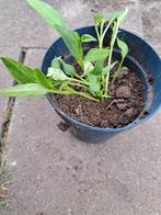 Paprika stekjes plantjes, Tuin en Terras, Planten | Tuinplanten, Ophalen, Volle zon, Groenteplanten, Eenjarig