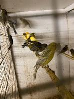 Kanaries, Dieren en Toebehoren, Vogels | Kanaries, Meerdere dieren, Kleurkanarie