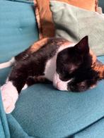 Te koop zachtaardige poes van 5 jaar, Dieren en Toebehoren, Katten en Kittens | Overige Katten, Poes, Kortharig, 3 tot 5 jaar