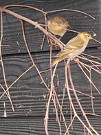 Pastel sijs man, Mannelijk, Wildzangvogel, Geringd