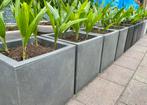 Capi Plantenbak met palmen. Plantenbakken , palmboom, Volle zon, Vaste plant, Lente, Ophalen