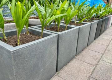 Capi Plantenbak met palmen. Plantenbakken , palmboom beschikbaar voor biedingen
