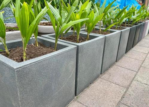 Capi Plantenbak met palmen. Plantenbakken , palmboom, Tuin en Terras, Planten | Tuinplanten, Vaste plant, Overige soorten, Volle zon