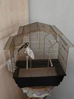 Parva Putter Man 2024  Geringd  met kooi compleet, Dieren en Toebehoren, Vogels | Overige Vogels, Mannelijk, Wildzangvogel, Geringd