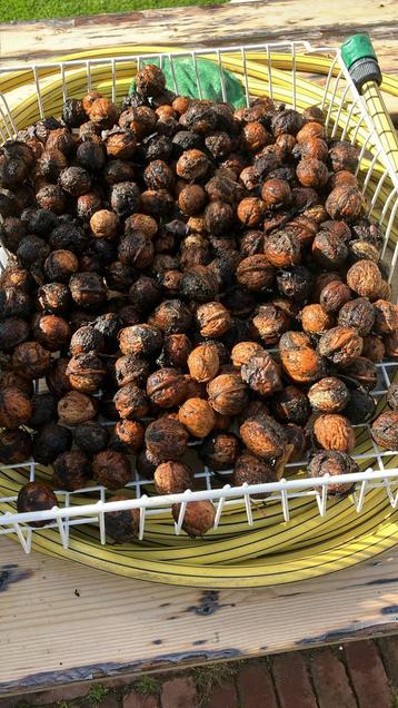 Verse Walnoten - Oogst van het seizoen! Nog 6 kilo beschikbaar voor biedingen