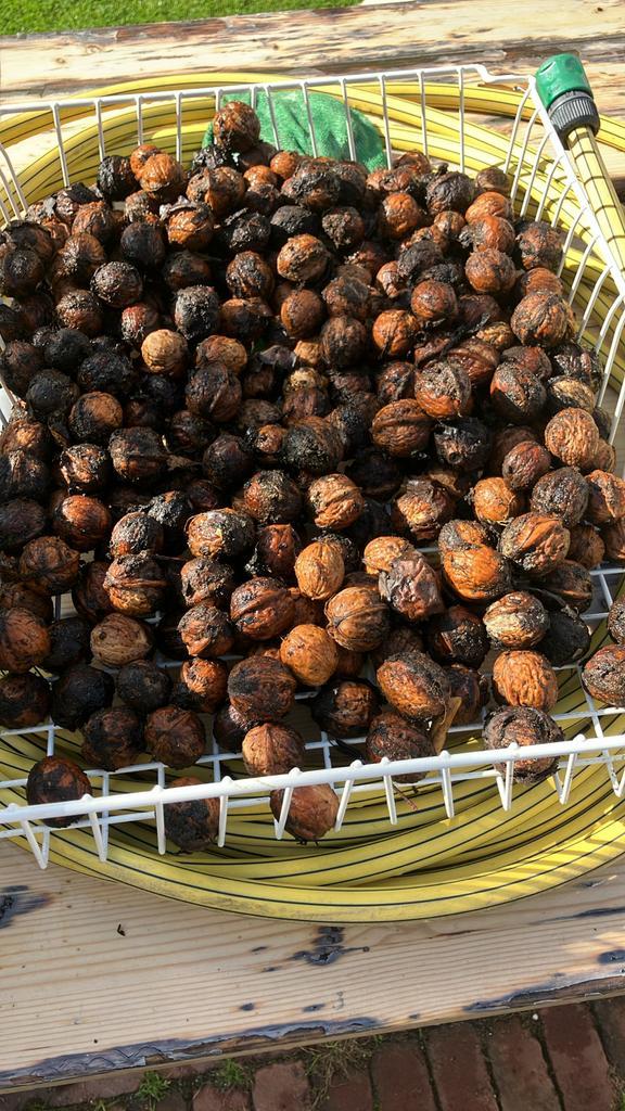 Verse Walnoten - Oogst van het seizoen! Nog 6 kilo, Diversen, Levensmiddelen, Ophalen