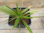 palmen, Minder dan 100 cm, Zomer, Palmboom, Ophalen