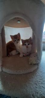 kittens (europees ×mama half maincoon), Dieren en Toebehoren, Katten en Kittens | Overige Katten, Meerdere dieren, Kortharig, 0 tot 2 jaar