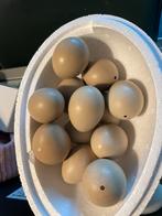 Krielkip eieren, Dieren en Toebehoren, Pluimvee, Kip, Geslacht onbekend