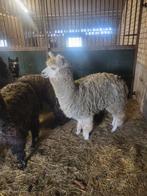 Alpaca, Dieren en Toebehoren, Overige Dieren, April, Vrouwelijk