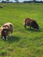 Bonte dekrammen, Dieren en Toebehoren, Schapen, Geiten en Varkens, Mannelijk, Schaap