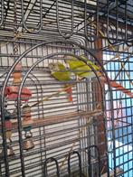 Koppel pyrrhura molinea, Dieren en Toebehoren, Meerdere dieren, Parkiet, Geringd