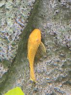 Ancistrus Gold , Albino Borstelharnasmeerval, Dieren en Toebehoren, Vis