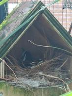 Kweekkoppel kastanjeruglijsters 2023, Meerdere dieren, Tropenvogel, Geringd