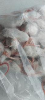 Diepvries muizen en ratten te koop, Dieren en Toebehoren, Reptielen en Amfibieën, Slang, 0 tot 2 jaar