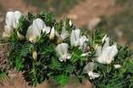 Caragana jubata, Tuin en Terras, Planten | Tuinplanten, Overige soorten, Volle zon, Vaste plant, Ophalen of Verzenden