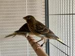 Spaanse Timbrado Kanarie Pop - Mooie Raszuivere Timbrado, Dieren en Toebehoren, Vogels | Kanaries, Geslacht onbekend, Kleurkanarie