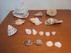 natuurlijke schelp schelpen oester koraal, Schelp(en), Ophalen of Verzenden