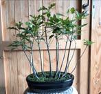 Moeraseik bonsai bos, Tuin en Terras, Planten | Bomen, Ophalen, Overige soorten, Minder dan 100 cm
