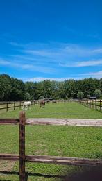 Paarden verzorging, Dieren en Toebehoren, Paarden en Pony's | Overige Paardenspullen, Ophalen of Verzenden, Nieuw, Overige soorten