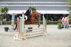 Duitse rijpony met winnaarsmentaliteit, Dieren en Toebehoren, Merrie, Gechipt, Springpony, L