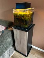 Aquarium (met inhoud) + kastje en toebehoren, Dieren en Toebehoren, Ophalen, Gevuld zoetwateraquarium