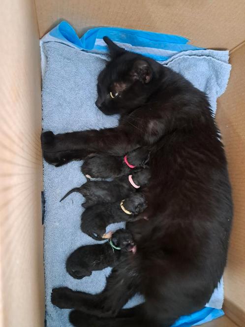 Kittens te koop, Dieren en Toebehoren, Katten en Kittens | Overige Katten