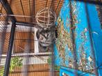 Chinchillas, Dieren en Toebehoren, Knaagdieren, Juni, Mannelijk, Chinchilla