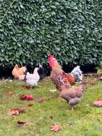 Goed thuis voor kippen en haan, Meerdere dieren, Kip