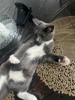 Kitten, Dieren en Toebehoren, Katten en Kittens | Raskatten | Korthaar, Poes