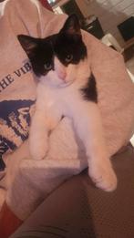 Nog 1 lieve kitten te koop, Dieren en Toebehoren, Meerdere dieren