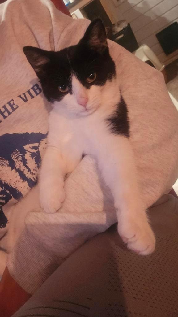 Nog 1 lieve kitten te koop, Dieren en Toebehoren, Katten en Kittens | Overige Katten, Meerdere dieren