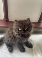 Kittens, Dieren en Toebehoren