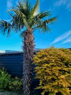 Palmboom stekjes!!, Tuin en Terras, Volle zon, Vaste plant, Zomer, Ophalen