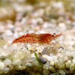 Vuurgarnalen, Dieren en Toebehoren, Kreeft, Krab of Garnaal