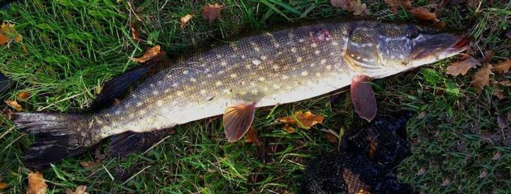 Set G 17 & set G 18 van elk 2 stuks polder snoekspinners, Watersport en Boten, Hengelsport | Roofvissen, Nieuw, Complete set, Ophalen of Verzenden