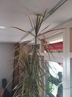 Bovenkant plant: Dracaena tricolor, Ophalen, Overige soorten, Minder dan 100 cm