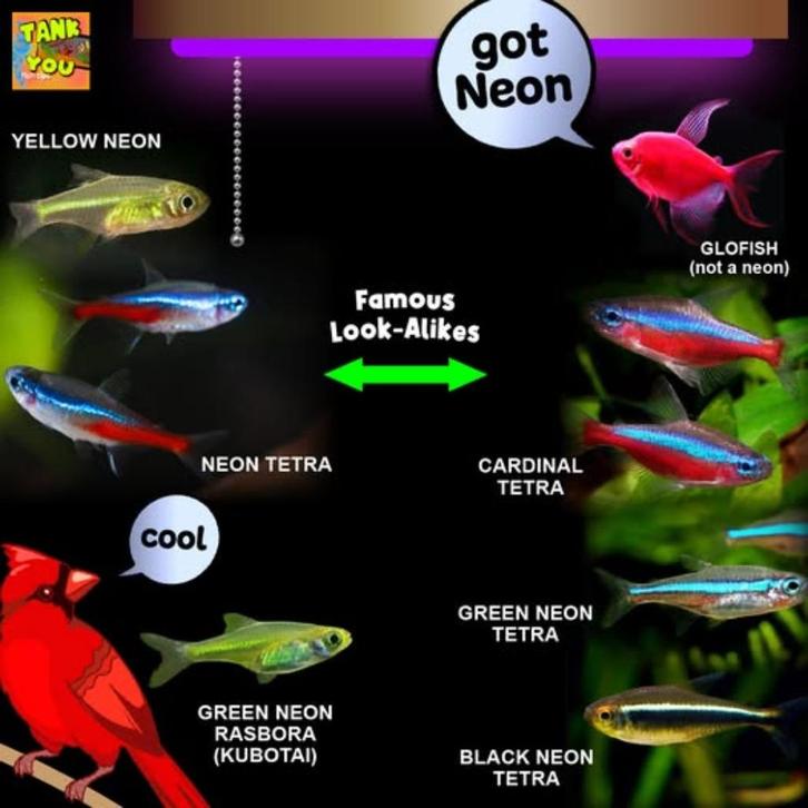 Gezocht Tetra's, Danio's, Zalmpjes en Kegelvlekjes opvang, Dieren en Toebehoren, Vissen | Aquariumvissen, Zoetwatervis, Vis, Schoolvis
