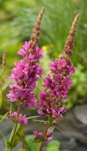 Grote Kattenstaart - inheems - jonge planten (bloeiend) beschikbaar voor biedingen