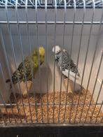 12 mooie Engelse parkieten mannen, Dieren en Toebehoren, Vogels | Parkieten en Papegaaien, Mannelijk, Parkiet