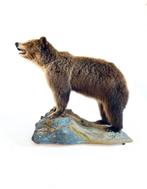Taxidermie Canadese Grizzly beer + documenten 2023, Ophalen of Verzenden, Zo goed als nieuw, Overige soorten, Opgezet dier