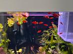 Mooie rode platy vissen 4 stuks voor €3,-, Dieren en Toebehoren, Vissen | Aquariumvissen, Vis