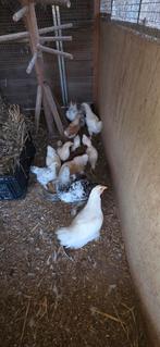 Lieve kuikens, Dieren en Toebehoren, Geslacht onbekend, Kip