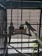 Twee Koppel vogel met eieren, Dieren en Toebehoren, Vogels | Parkieten en Papegaaien, Meerdere dieren, Parkiet