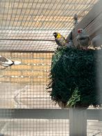 Cuba vink, Dieren en Toebehoren, Vogels | Overige Vogels, Meerdere dieren, Tropenvogel