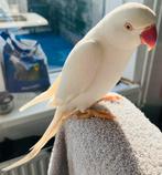 Mega tamme super lieve pratende halsband parkiet te koop!, Dieren en Toebehoren, Vogels | Parkieten en Papegaaien, Vrouwelijk