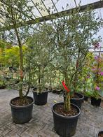 Quercus Suber / mediterrane kurkeik / multistam ‼️‼️, Lente, 400 cm of meer, Ophalen, Volle zon