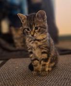 Twee prachtige boerderijkittens(1 gereserveerd), Dieren en Toebehoren, Katten en Kittens | Overige Katten, Kater, Kortharig, 0 tot 2 jaar